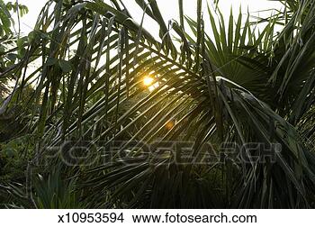Stock Photo - mexico, yucatan 
peninsula, quintana 
roo, tulum, palm 
trees, sunset. 
fotosearch - search 
stock photos, 
pictures, images, 
and photo clipart