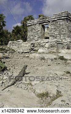 Stock Photo - mexico, yucatan 
peninsula, quintana 
roo, tulum, lizard 
at mayan ruins. 
fotosearch - search 
stock photos, 
pictures, images, 
and photo clipart
