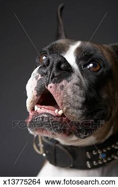 Stock Photo - dog with mouth 
open, close-up. 
fotosearch - search 
stock photos, 
pictures, images, 
and photo clipart