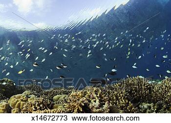 Stock Photo - blue-green damselfish 
(chromis viridis) 
swimming above 
hard corals. fotosearch 
- search stock 
photos, pictures, 
images, and photo 
clipart