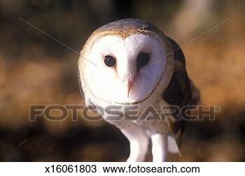 Stock Photo - 'close-up of barn 
owl, land between 
lakes, ky'. fotosearch 
- search stock 
photos, pictures, 
images, and photo 
clipart