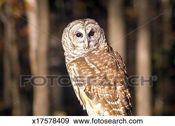Stock Photograph - 'close-up of barn 
owl, land between 
lakes, ky'. fotosearch 
- search stock 
photos, pictures, 
images, and photo 
clipart