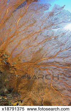 Stock Image - giant gorgonian 
sea fan (plexauridae 
sp), close-up. 
fotosearch - search 
stock photos, 
pictures, images, 
and photo clipart