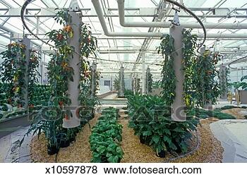 Stock Photo - 'hydroponic farming 
at the epcot center, 
fl'. fotosearch 
- search stock 
photos, pictures, 
images, and photo 
clipart