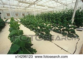 Stock Photo - 'hydroponic lettuce 
farming at the 
epcot center, 
fl'. fotosearch 
- search stock 
photos, pictures, 
images, and photo 
clipart