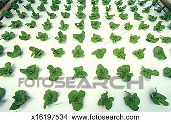 Stock Photo - 'hydroponic lettuce 
farming at the 
epcot center, 
fl'. fotosearch 
- search stock 
photos, pictures, 
images, and photo 
clipart