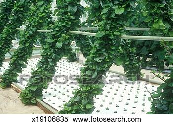 Stock Image - 'hydroponic lettuce 
farming at the 
epcot center, 
fl'. fotosearch 
- search stock 
photos, pictures, 
images, and photo 
clipart