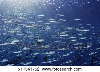 Stock Photo - large school of 
bluestreak fusiliers 
(ppterocaesio 
tile) feeding. 
fotosearch - search 
stock photos, 
pictures, images, 
and photo clipart