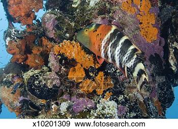 Stock Photograph - red-breasted wrasse 
(cheilinus fasciatus) 
and marine growths, 
close-up. fotosearch 
- search stock 
photos, pictures, 
images, and photo 
clipart