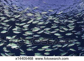 Stock Photo - school of bluestreak 
fusiliers (ppterocaesio 
tile) feeding. 
fotosearch - search 
stock photos, 
pictures, images, 
and photo clipart