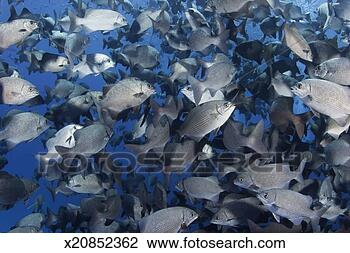 Stock Photo - shoal of highfin 
rudderfish (kyphosus 
cinerascens ), 
full frame. fotosearch 
- search stock 
photos, pictures, 
images, and photo 
clipart