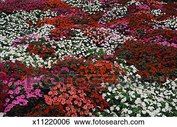 Stock Photo - this is a flower 
bed of impatiens 
the flowers range 
in color from. 
fotosearch - search 
stock photos, 
pictures, images, 
and photo clipart