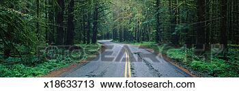 Stock Photo - 'this is located 
in the hoh rain 
forest it shows 
a rain soaked 
road. fotosearch 
- search stock 
photos, pictures, 
images, and photo 
clipart