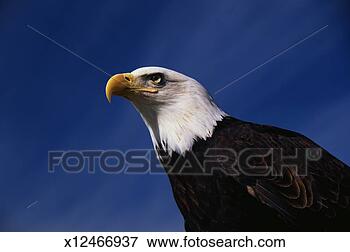 Picture - 'this is a mature 
american bald 
eagle from the 
national foundation 
to. fotosearch 
- search stock 
photos, pictures, 
images, and photo 
clipart