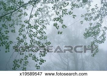 Picture - usa, tennessee, 
great smoky mountains 
national park, 
trees in fog. 
fotosearch - search 
stock photos, 
pictures, images, 
and photo clipart