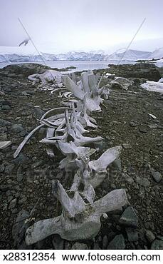 Stock Photo - 'whale bones, 
paradise harbor, 
antarctica'. fotosearch 
- search stock 
photos, pictures, 
images, and photo 
clipart