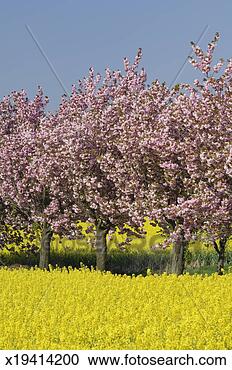 Stock Photography - blossoming cherry 
trees in rapeseed 
field. fotosearch 
- search stock 
photos, pictures, 
images, and photo 
clipart