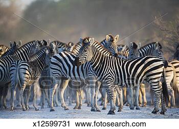 Stock Photography - botswana, magkadikadi 
pan, zebra herd 
on track. fotosearch 
- search stock 
photos, pictures, 
images, and photo 
clipart