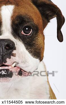 Stock Image - boxer dog, close-up 
of head (cropped). 
fotosearch - search 
stock photos, 
pictures, images, 
and photo clipart