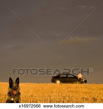 Stock Photo - dog in field, 
woman by car in 
distance. fotosearch 
- search stock 
photos, pictures, 
images, and photo 
clipart