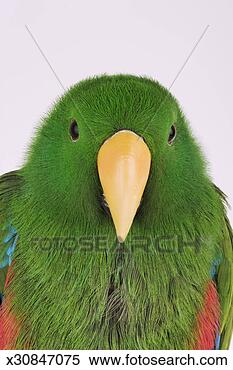 Stock Image - eclectus parrot 
(eclectus roratus), 
close-up of head, 
front view. fotosearch 
- search stock 
photos, pictures, 
images, and photo 
clipart