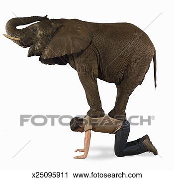 Stock Photography - elephant standing 
on man, side view 
(digital composite). 
fotosearch - search 
stock photos, 
pictures, images, 
and photo clipart