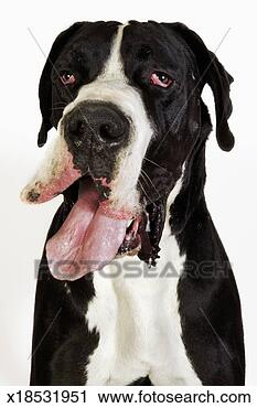 Stock Photography - harlequin great 
dane, close-up 
on white background. 
fotosearch - search 
stock photos, 
pictures, images, 
and photo clipart