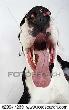 Stock Photograph - harlequin great 
dane with open 
mouth, close-up, 
studio shot. fotosearch 
- search stock 
photos, pictures, 
images, and photo 
clipart