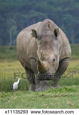 Stock Photo - kenya, nakuru, 
stork with white 
rhino (ceratotherium 
simum) on grass. 
fotosearch - search 
stock photos, 
pictures, images, 
and photo clipart