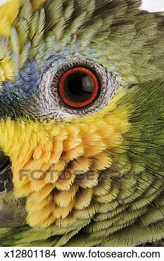 Stock Photo - orange-winged 
amazon (amazona 
amazonica), close-up 
of eye. fotosearch 
- search stock 
photos, pictures, 
images, and photo 
clipart