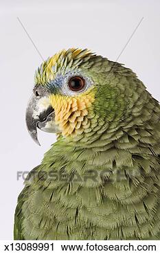 Stock Photography - orange-winged 
amazon (amazona 
amazonica), close-up 
of head, side 
view. fotosearch 
- search stock 
photos, pictures, 
images, and photo 
clipart