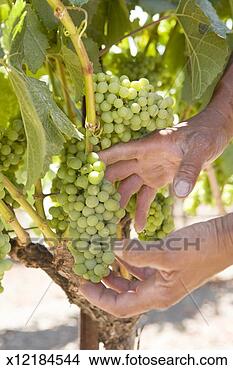 Stock Photo - person holding 
bunch of grapes 
on vine, close-up 
of hands. fotosearch 
- search stock 
photos, pictures, 
images, and photo 
clipart