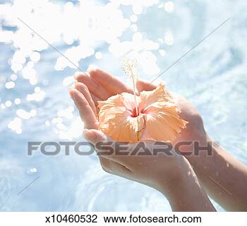 Stock Photo - person holding 
hibiscus flower, 
close-up. fotosearch 
- search stock 
photos, pictures, 
images, and photo 
clipart