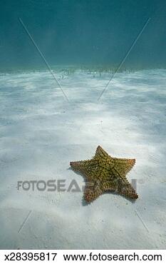 Picture - bahamas, grand 
bahama island, 
freeport, starfish 
underwater. fotosearch 
- search stock 
photos, pictures, 
images, and photo 
clipart