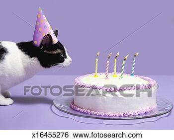 cat-wearing-birthday_~x16455276.jpg