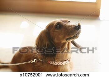 Stock Photography - dachshund with 
bean on nose, 
close-up. fotosearch 
- search stock 
photos, pictures, 
images, and photo 
clipart