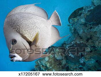 Picture - gray angelfish 
(pomacanthus arcuatus) 
swimming near 
coral reef. fotosearch 
- search stock 
photos, pictures, 
images, and photo 
clipart