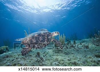 Stock Photo - hawksbill turtle 
(eretmochelys 
imbricata) swimming 
above coral reef. 
fotosearch - search 
stock photos, 
pictures, images, 
and photo clipart