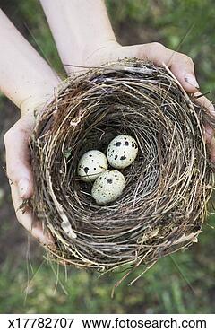 Picture - person holding 
birds nest with 
three eggs. fotosearch 
- search stock 
photos, pictures, 
images, and photo 
clipart