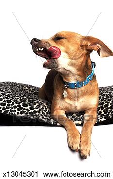 Stock Photography - chihuahua dog 
licking lips, 
on white background. 
fotosearch - search 
stock photos, 
pictures, images, 
and photo clipart