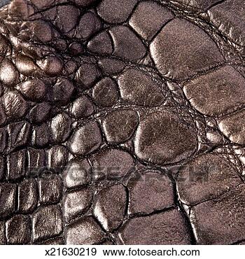 أهم 550 كلمة بالإنجليزية Crocodile-skin-close-up_~x21630219