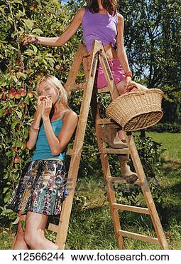 Stock Photo - two women standing 
on a ladder by 
an apple tree, 
one biting an 
apple. fotosearch 
- search stock 
photos, pictures, 
images, and photo 
clipart