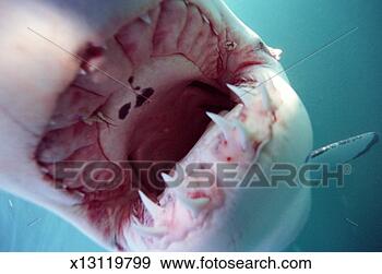 Stock Photograph - great white shark 
(carcharodon carcharias) 
with mouth open. 
fotosearch - search 
stock photos, 
pictures, images, 
and photo clipart