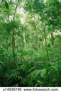 Stock Photo - guatemala, tikal 
national park. 
fotosearch - search 
stock photos, 
pictures, images, 
and photo clipart