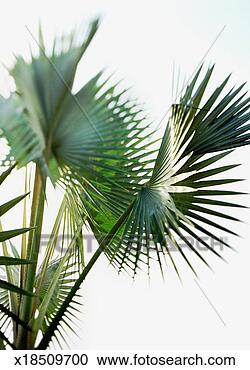 Stock Photography - palm fronds, close-up. 
fotosearch - search 
stock photos, 
pictures, images, 
and photo clipart
