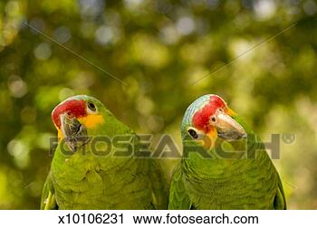Stock Photography - red-lored amazon 
(amazona autumnalus) 
pair, close-up. 
fotosearch - search 
stock photos, 
pictures, images, 
and photo clipart