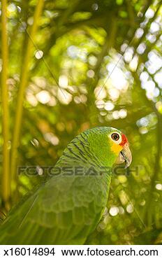Stock Photo - red-lored amazon 
(amazona autumnalis). 
fotosearch - search 
stock photos, 
pictures, images, 
and photo clipart