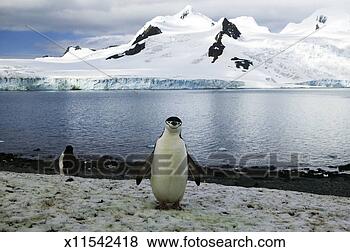 Stock Photo - antarctica, chinstrap 
penguins (pygoscelis 
antarctica) on 
beach. fotosearch 
- search stock 
photos, pictures, 
images, and photo 
clipart