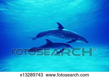Stock Photo - atlantic spotted 
dolphins (stenella 
frontalis). fotosearch 
- search stock 
photos, pictures, 
images, and photo 
clipart