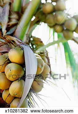 Stock Photo - coconut palm tree, 
close-up. fotosearch 
- search stock 
photos, pictures, 
images, and photo 
clipart